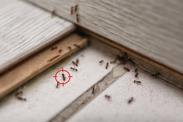 Best Flea Control Services  in Clearfield, UT